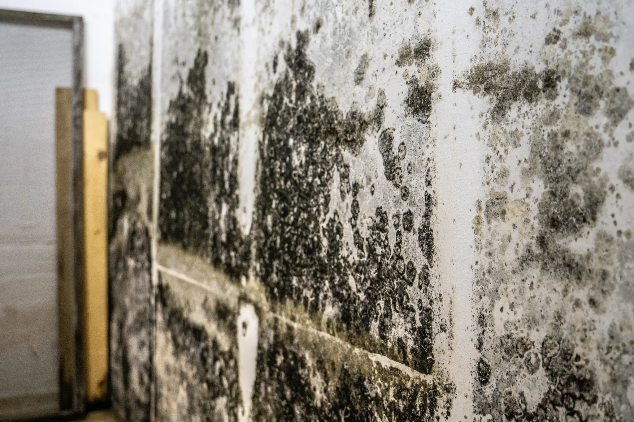 Signs of Mold Behind Walls | 9 Warning Signs