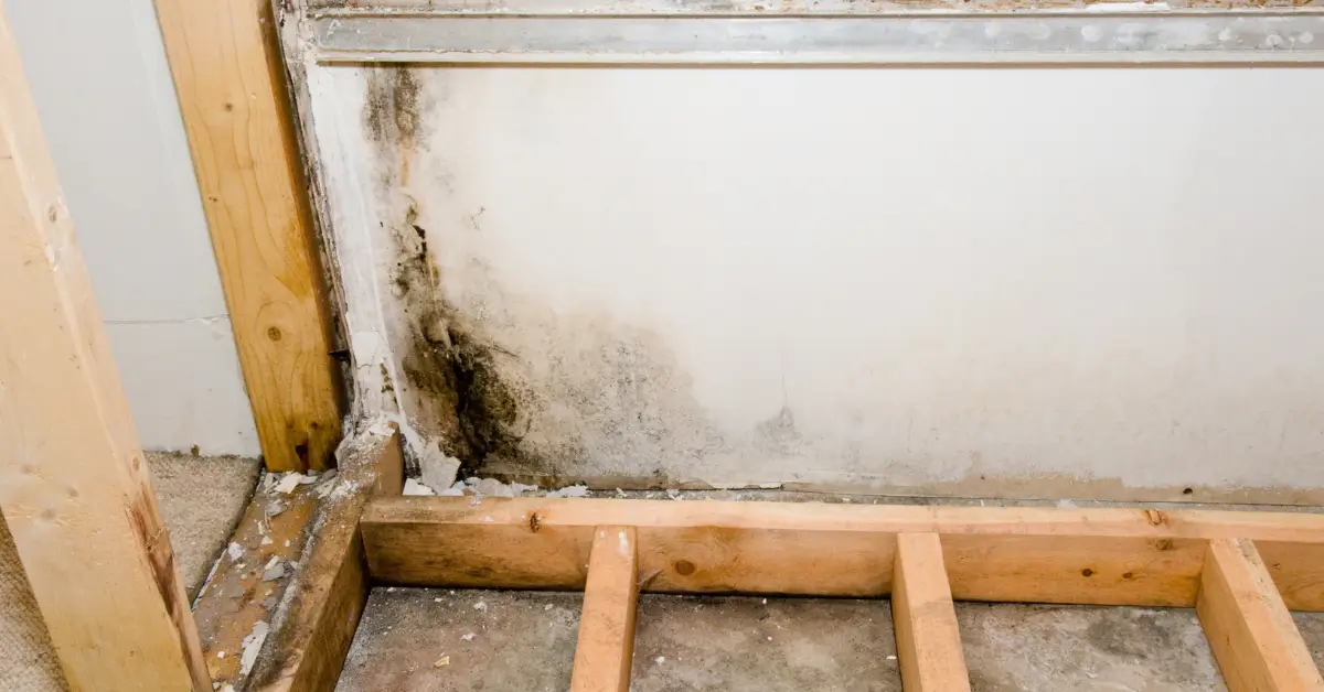 What are the best ways to remove mold from a home?