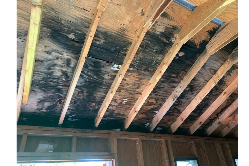how to remove mold in attic
