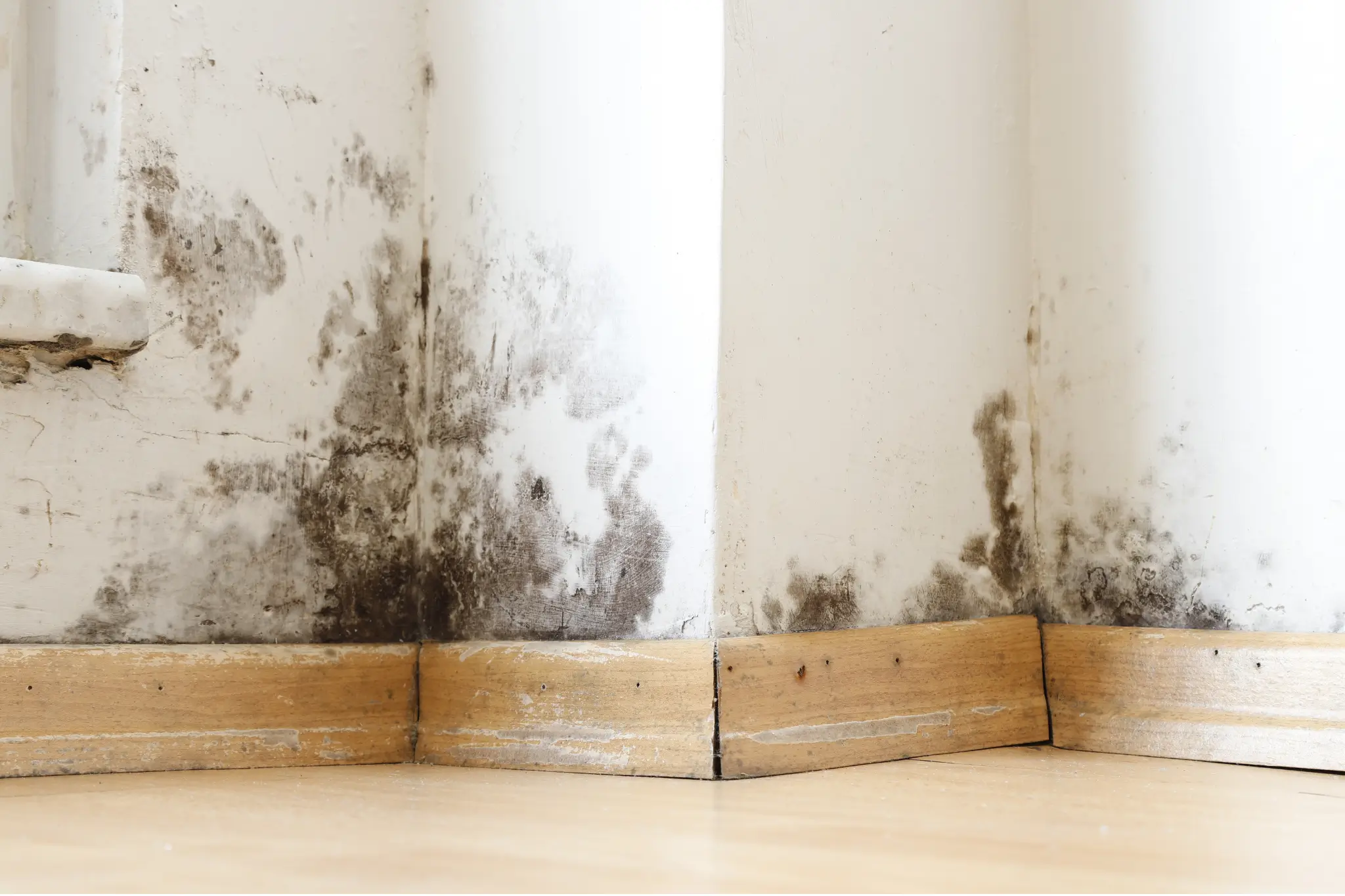mold remediation Carlsbad