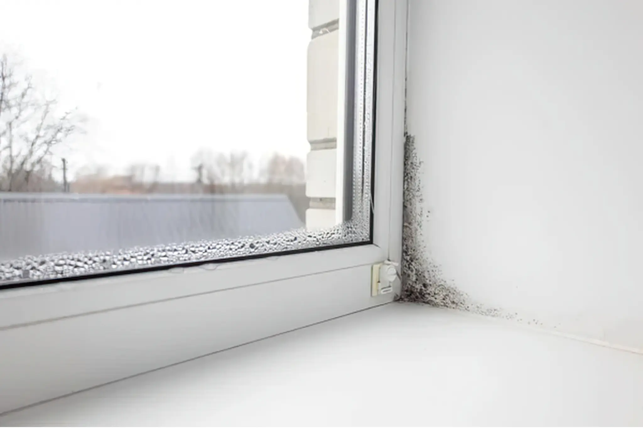 mold remediation La Jolla